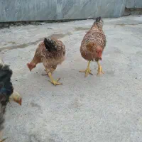 خروس|حیوانات مزرعه|مینودشت, |دیوار