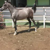 اسب اسب عرب دوسر وارداتی شویی