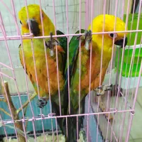 فروش طوطی خورشیدی