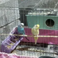 عروس هلندی و یک جفت مرغ عشق ویک خرگوش