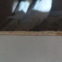 یه جفت عروس هلندی بالغ در حال تخم گذاری|پرنده|نگین شهر, |دیوار