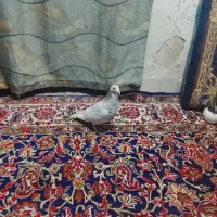 کبوتر شازده خوشکل