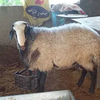 قوچ شال اصیل دوقلو زا گوسفند   به شرط میش رون