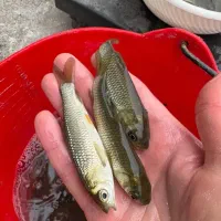 جوجه بچه کپور