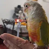 گرینچیک اهلی، سخنگو، با شناسنامه،نر و حلقه پا|پرنده|تبریز, |دیوار