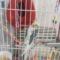 عروس نر ابلق|پرنده|کرج, حیدرآباد|دیوار