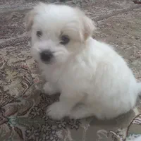 توله سگ ۶ماهه