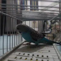مرغ عشق نر باقفس ولوازم