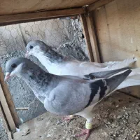 کبوتر کو بدرنگ شصتی