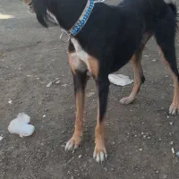 تازی|سگ|سنندج, |دیوار