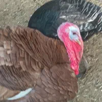 بوقلمون بزرگ