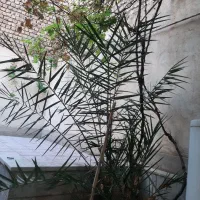 زیرزمین گلخانه نزدیک خیابان دلباز وتمیز|اجارهٔ خانه و ویلا|قم, زنبیل آباد|دیوار