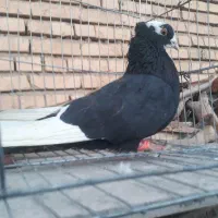 کبوتر رنگی زیل