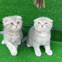 اسکاتیش بلک گلد و بلو گلد|گربه|شاهرود, |دیوار