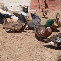 اوردک محلی  غاز محلی فروشی