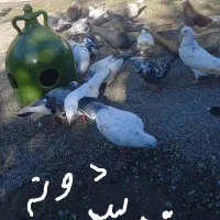 دلیلاگهیمکمبودجاسمستعجریمبیشترشوندونه۳۰۰|پرنده|بابل, |دیوار