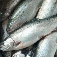 ماهی کبابی قزل