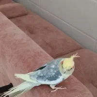 عروس هلندی نر رام|پرنده|سرپل ذهاب, |دیوار