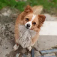 پامر سایز کوچیک