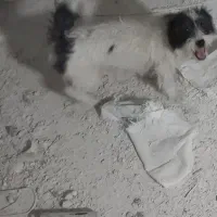 سگ.