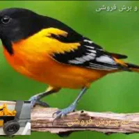 پرنده دقت به عکس