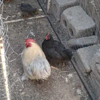 مرغ و خروس کوشین