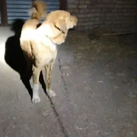 سگ فروشی|سگ|خوسف, |دیوار