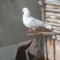 کبوتر تکپر|پرنده|آق قلا, |دیوار