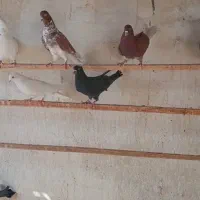 کفتر|پرنده|آران و بیدگل, |دیوار