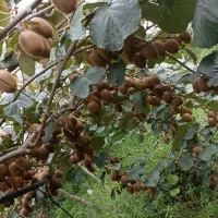 فروش کیوی درشت بالای ۹۰گرم|عمده‌فروشی|فومن, |دیوار