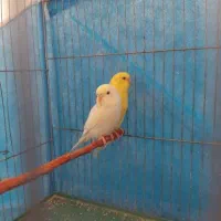 دو عدد جوجه مرغ عشق هلندی چشم قرمز