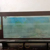 آکواریوم|ماهی|ایرانشهر, |دیوار