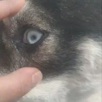 سگ هاسکی|سگ|برخوار, |دیوار