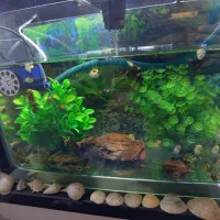 حلزون کلمبیایی