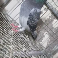 پلاکی وانروی