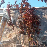 ویلا-دوبلکس