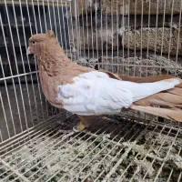 ماده زرد کت سفید ۴۰ سانتی|پرنده|مشهد, رضاییه|دیوار