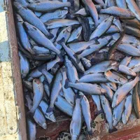 فروش ماهی قزل آلا