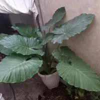 گل بابا آدم