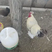 خروس برهما