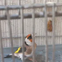 سهره نره نقاب قفل سرو نقاب دار|پرنده|کهریزک, |دیوار