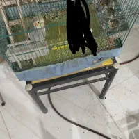 عروس هلندی نر|پرنده|اردبیل, |دیوار