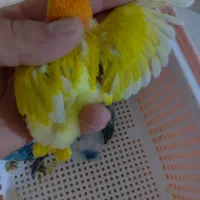 طوطی برزیلی پاربلو اوپلاین سرلاکی ۵ عدد|پرنده|اسلام‌شهر, شهرک محمدیه|دیوار