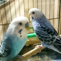 مرغ عشق جوان