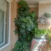گیاه شفلرا