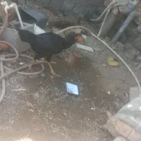 مرغ و خروس|حیوانات مزرعه|میناب, |دیوار