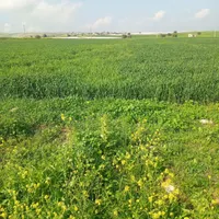 مسافر به بندر دیلم