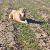 ماده سرابی گله ای