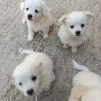 توله ترکیب شیتزو و پامر