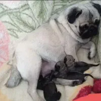 سگ پاگ|سگ|اشکذر, |دیوار